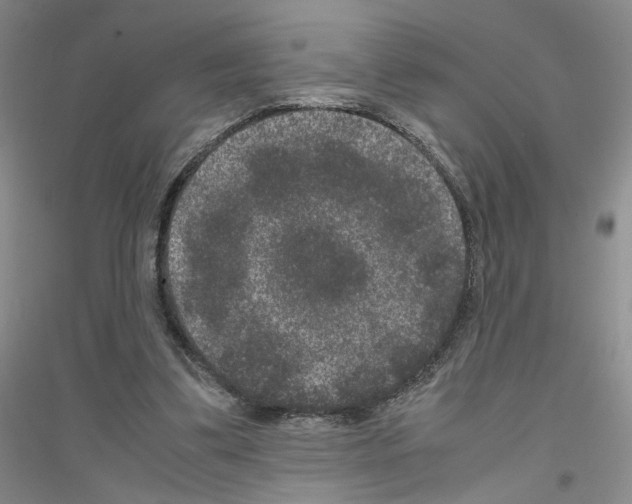 X0000116780299201001281700