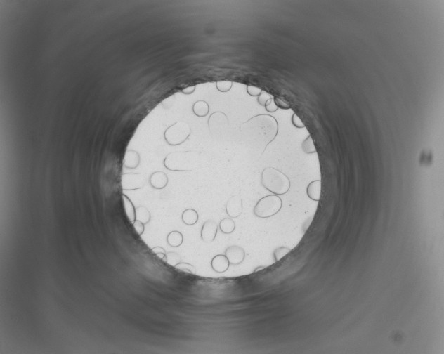 X0000116780480201001281658