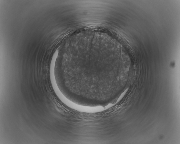 X0000116780868201001281652