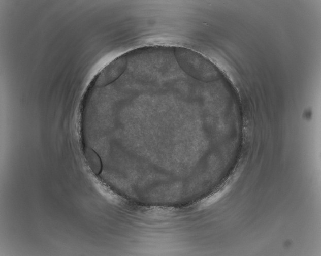 X0000116780981201001281650