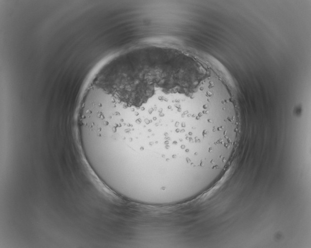 X0000116781196201001281647