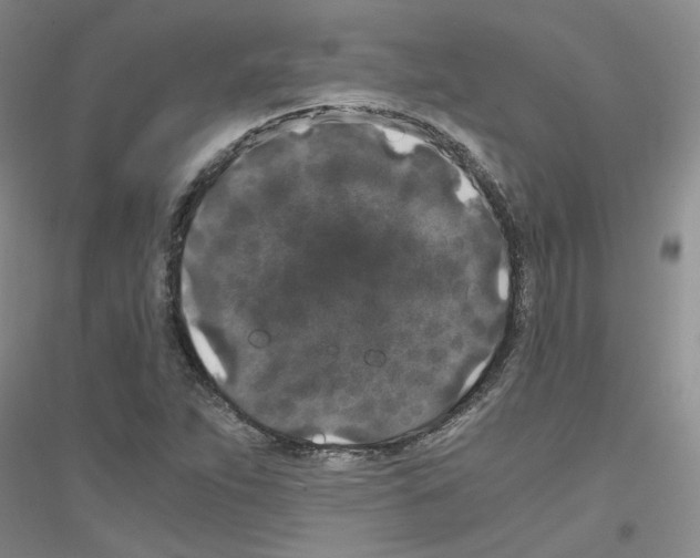 X0000116781263201001281646