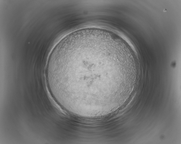 X0000116781338201001281646