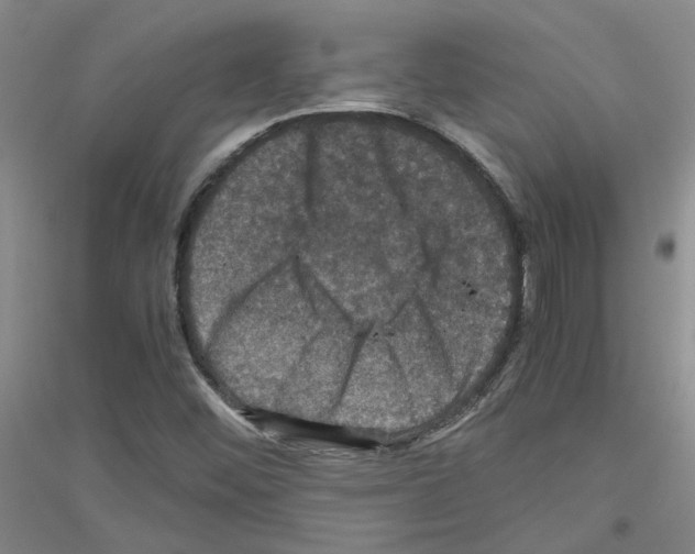 X0000116781452201001281644