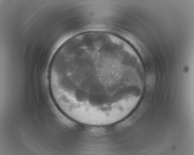 X0000116781466201001281644