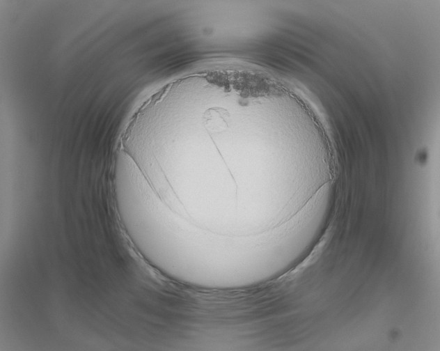 X0000116781481201001281643