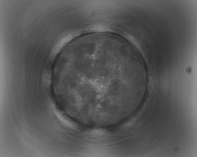 X0000116790063200912181304