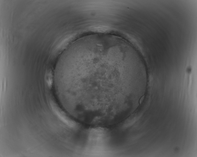 X0000116790069200912181304