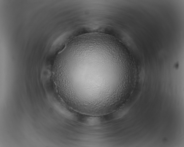 X0000116790085200912181304