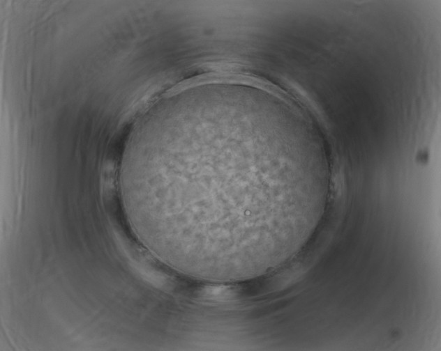 X0000116790117200912181303