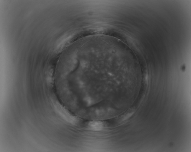 X0000116790181200912181303