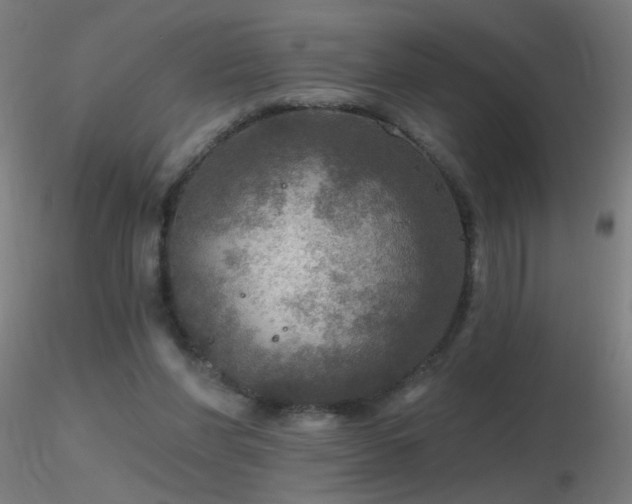 X0000116790206200912181302