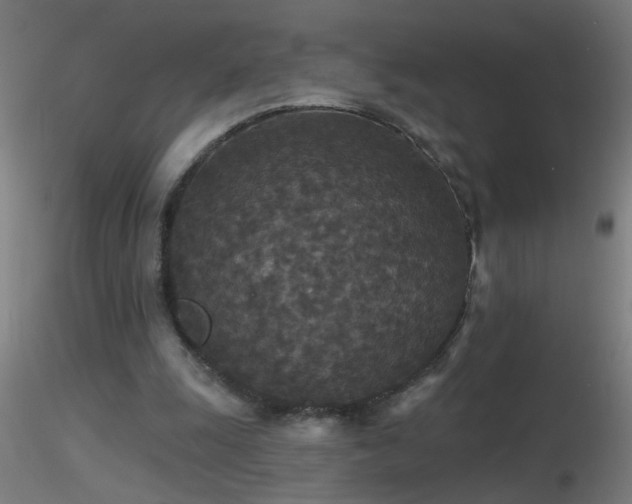 X0000116790247200912181300