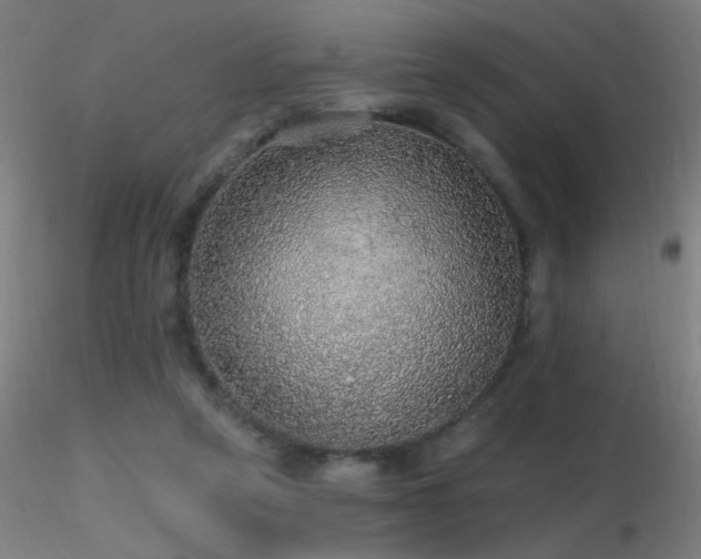 X0000116790257200912181301