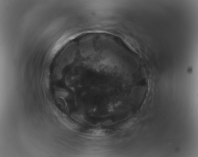 X0000116790295200912181300