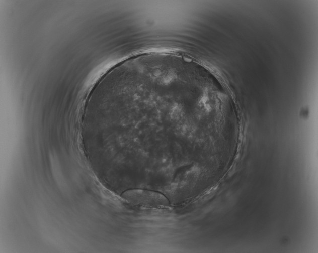 X0000116790337200912181259