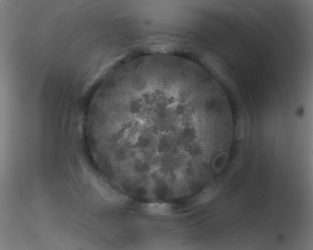 X0000116790363200912181259
