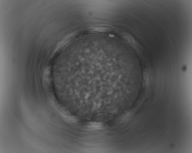 X0000116790377200912181300