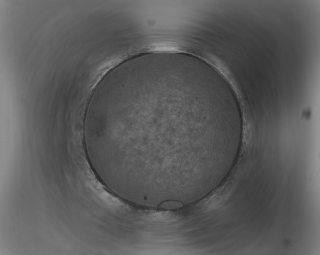 X0000116790385200912181259