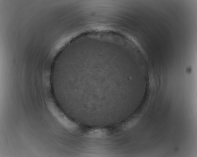 X0000116790447200912181258