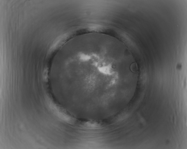 X0000116790502200912181257