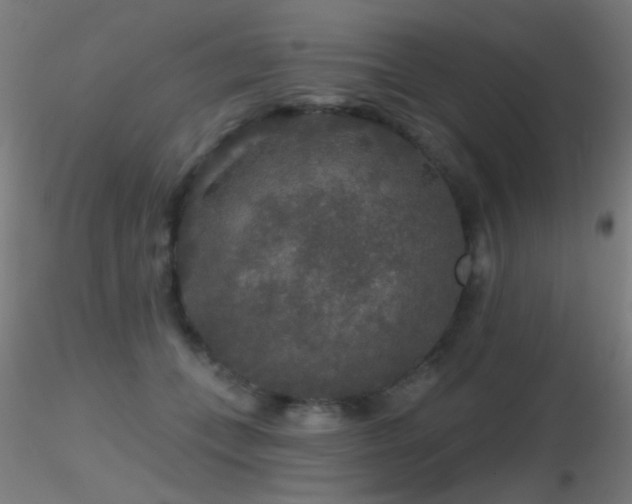 X0000116790559200912181256