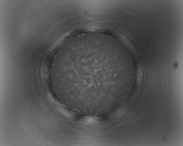 X0000116790569200912181256