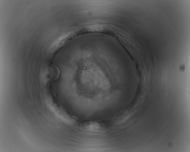 X0000116790600200912181256