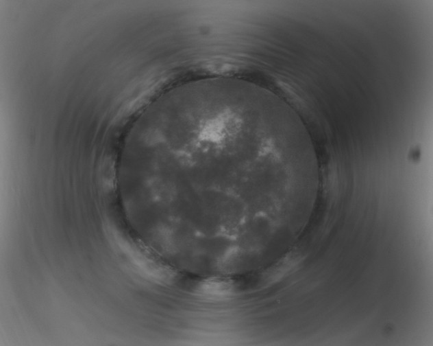 X0000116790606200912181256