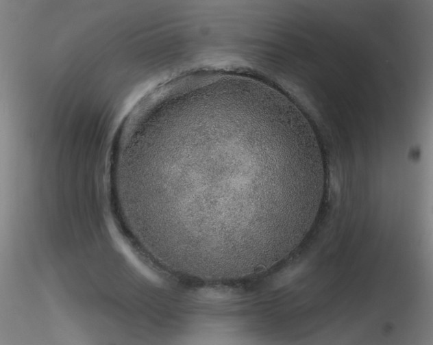 X0000116790630200912181255