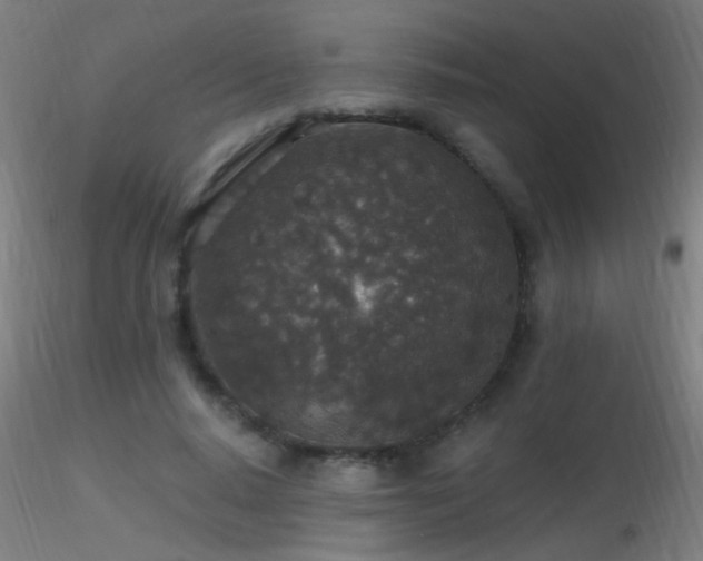 X0000116790640200912181255