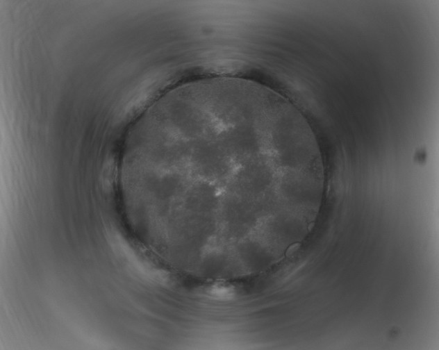 X0000116790647200912181255