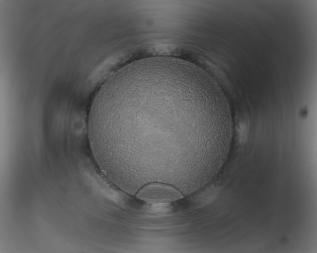 X0000116790665200912181255
