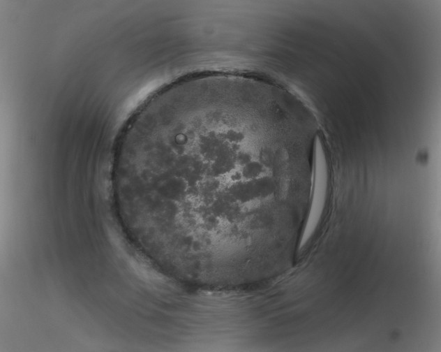X0000116790679200912181255