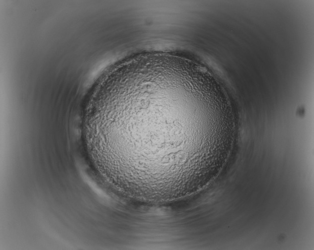 X0000116790683200912181254