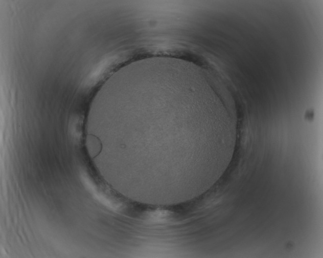 X0000116790695200912181254