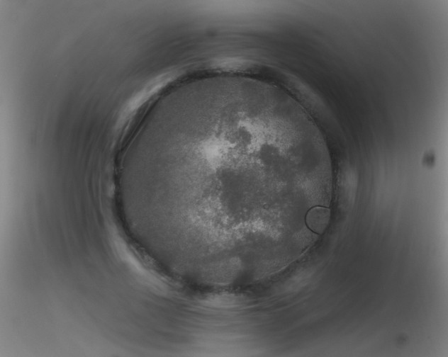 X0000116790734200912181253