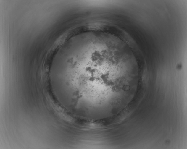 X0000116790737200912181253