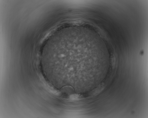 X0000116790757200912181253