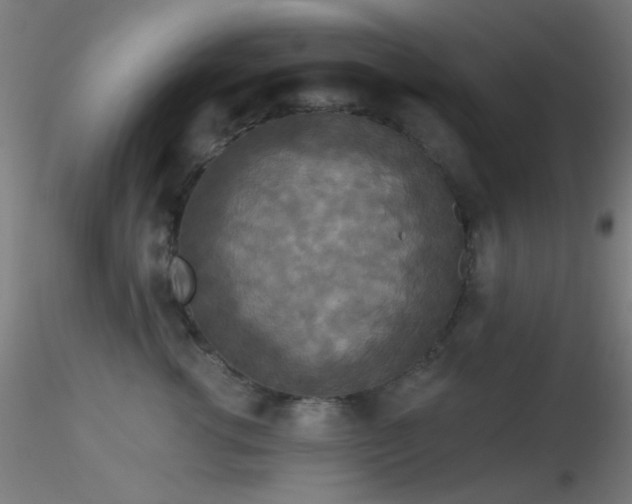 X0000116790762200912181254