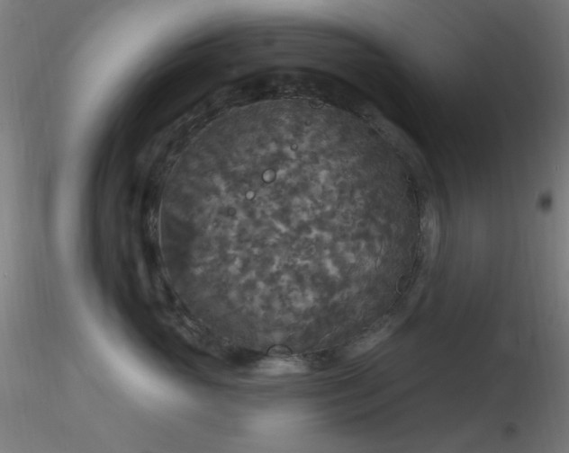 X0000116790765200912181254