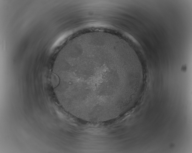X0000116790775200912181253
