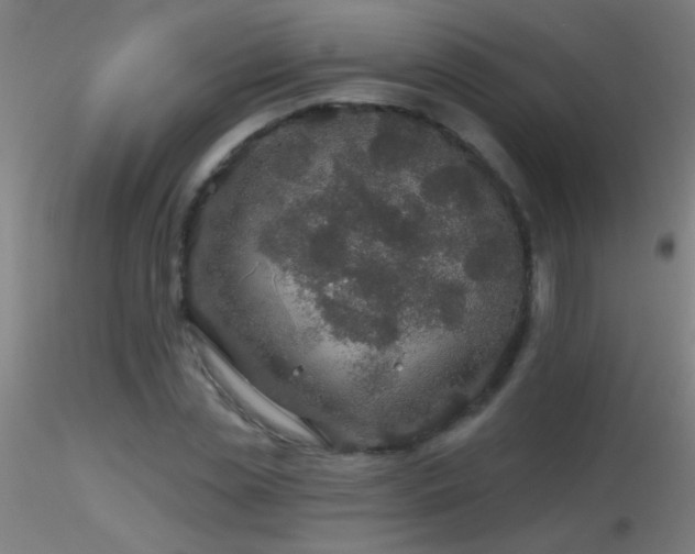 X0000116790829200912181251