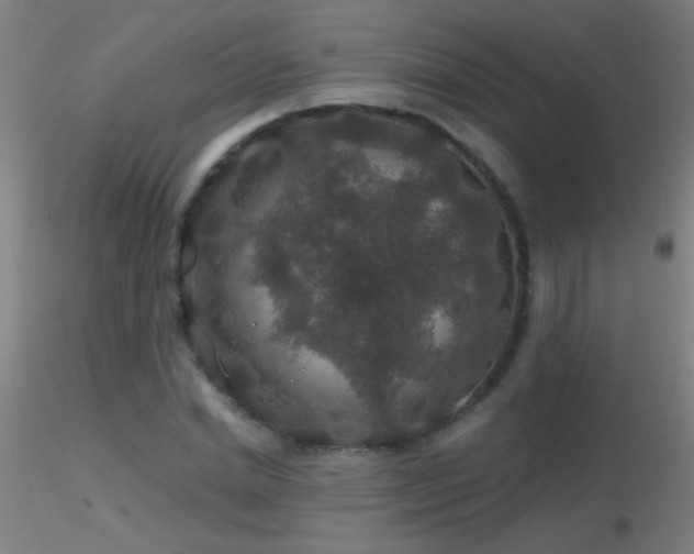 X0000116790830200912181251