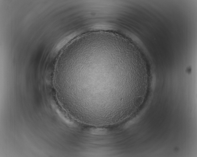 X0000116790833200912181252