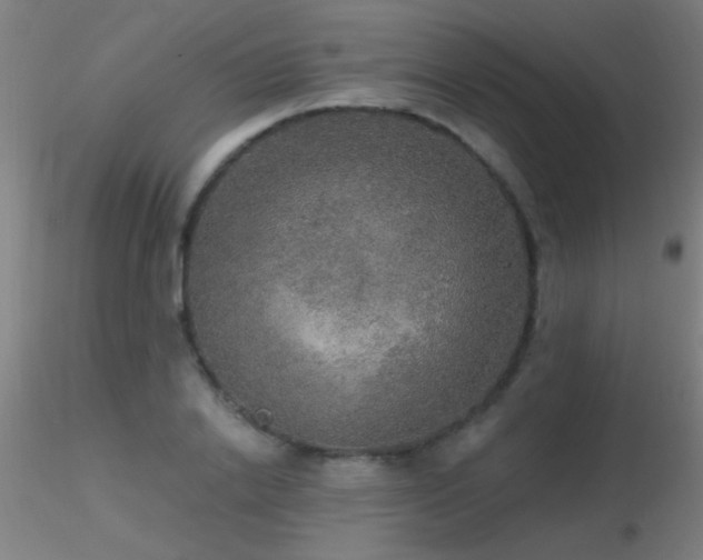 X0000116790838200912181252