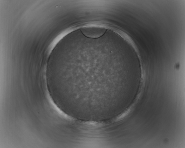 X0000116790855200912181252