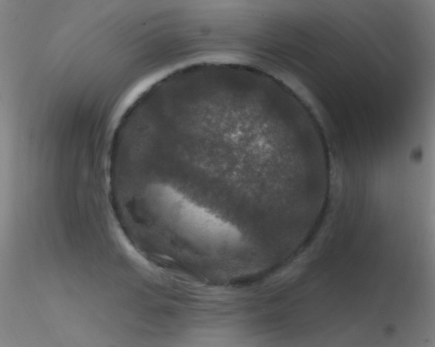 X0000116790935200912181250
