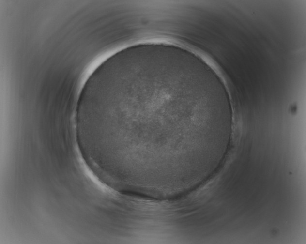 X0000116790951200912181251