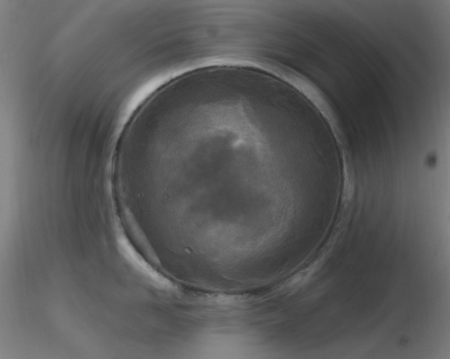 X0000116790958200912181251